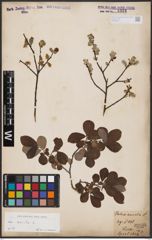 Foto von Salix aurita L.